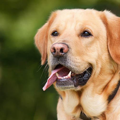  un chiot soin pharmacie Moungang