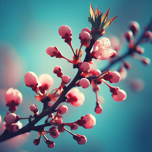 Gemmothérapie herboristerie Évry-Courcouronnes